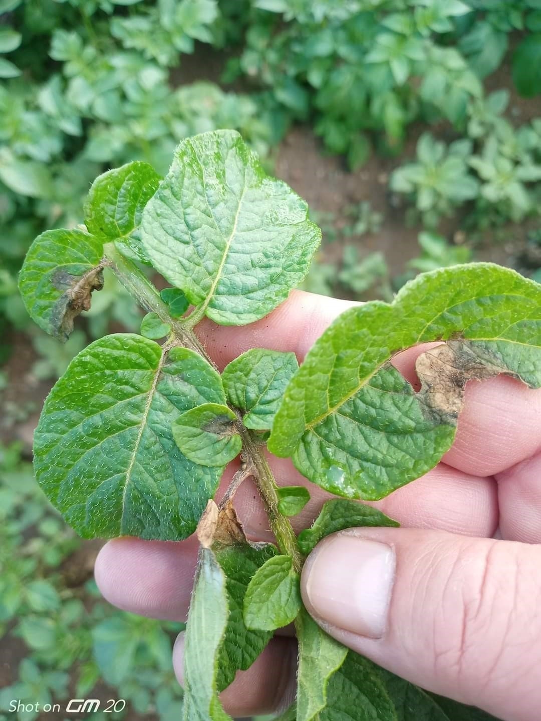 Aşırı sağanak yağış mantar hastalığına sebep oldu
