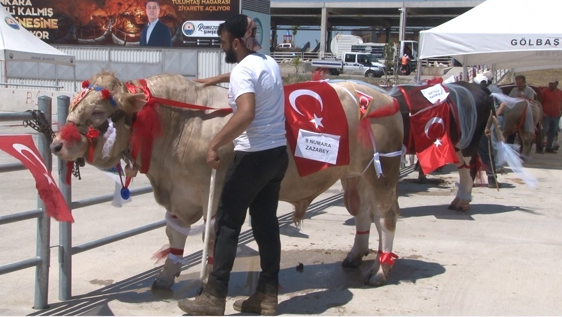 Geleneksel Kurban Güzellik Yarışması’nda en güzel kurban seçildi
