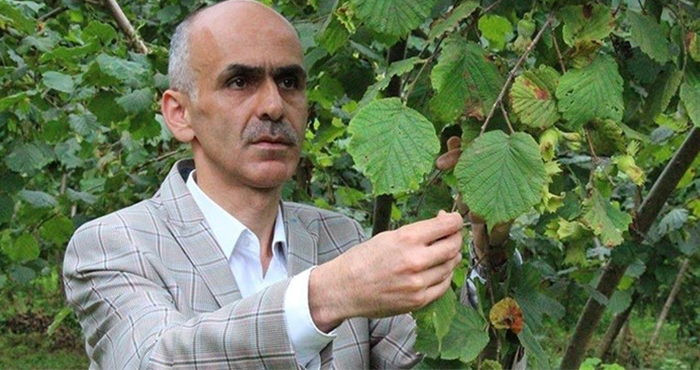 Giresun’da Fındık rekolte çalışmalarına başlandı   