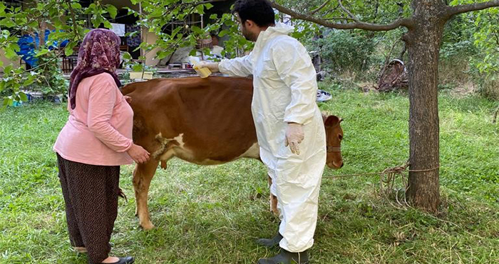 Şebinkarahisar, Alucra, Çamoluk’ta büyükbaş hayvanlar keneye karşı ilaçlandı