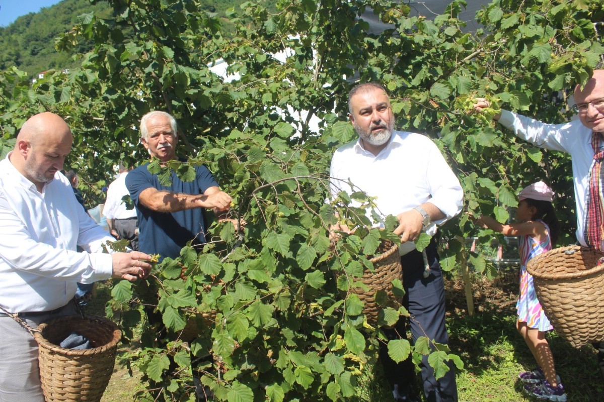 Giresun`da fındık hasadı öncesi köylüler fındık festivalinde buluştu  
