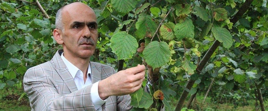 Fındık üreticisi hasat öncesi fiyatın açıklanmasını bekliyor   