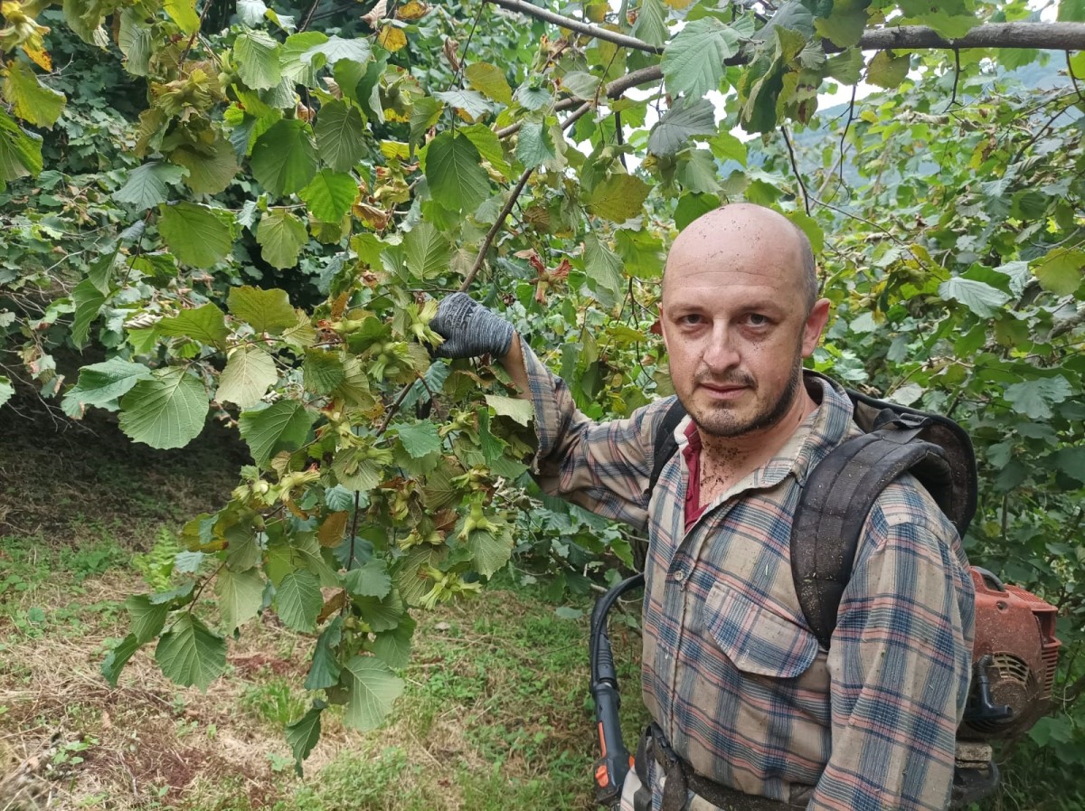 Fındık üreticisi, fındık fiyatı açıklanmadan hasada başlamak istemiyor   
