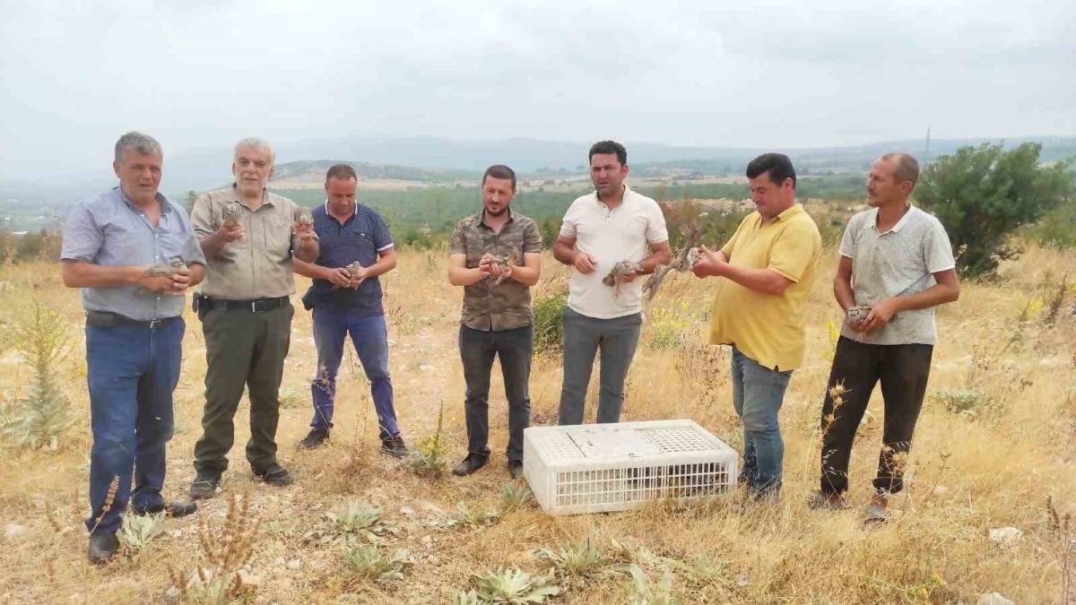 Avı yasaklanan keklikler doğaya salındı
