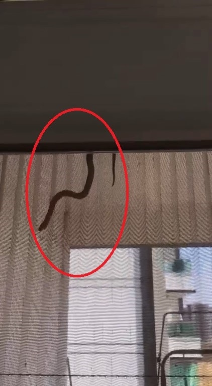 Evin içerisine giren yılan perdeden süzülerek inmeye çalıştı
