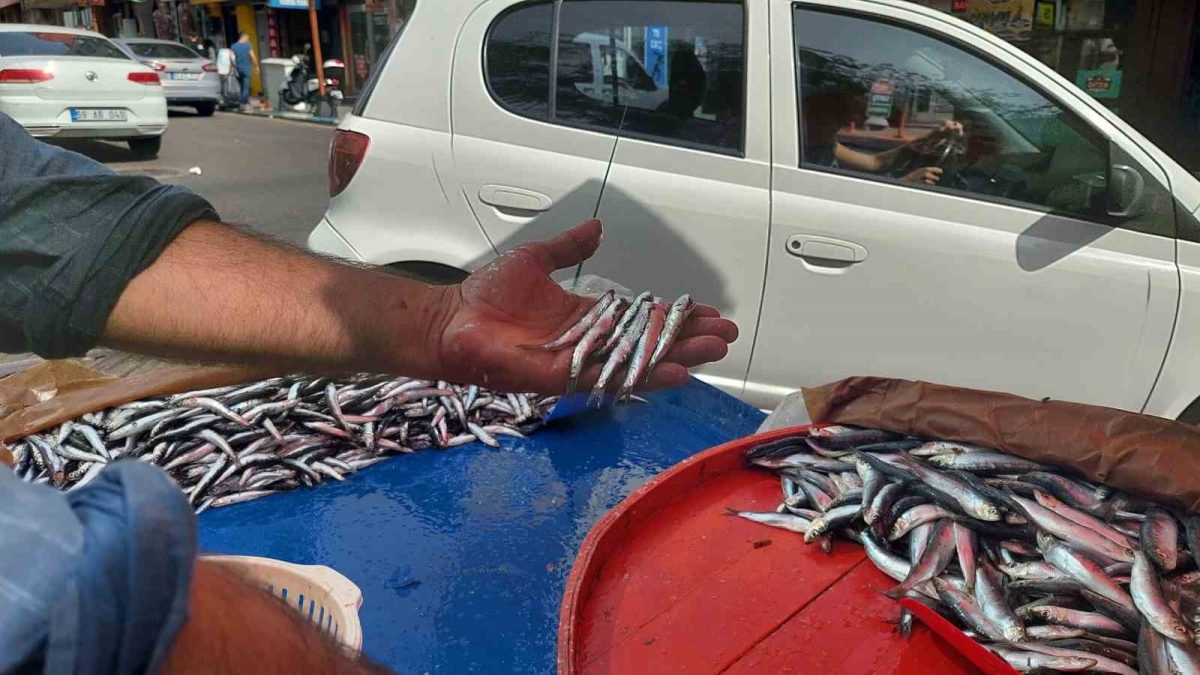 Hamsinin kilosu 50 lira
