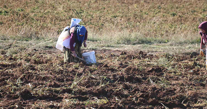 Vatandaşlar hasadın bitmesiyle birlikte ücretsiz patates için tarlalara akın etti
