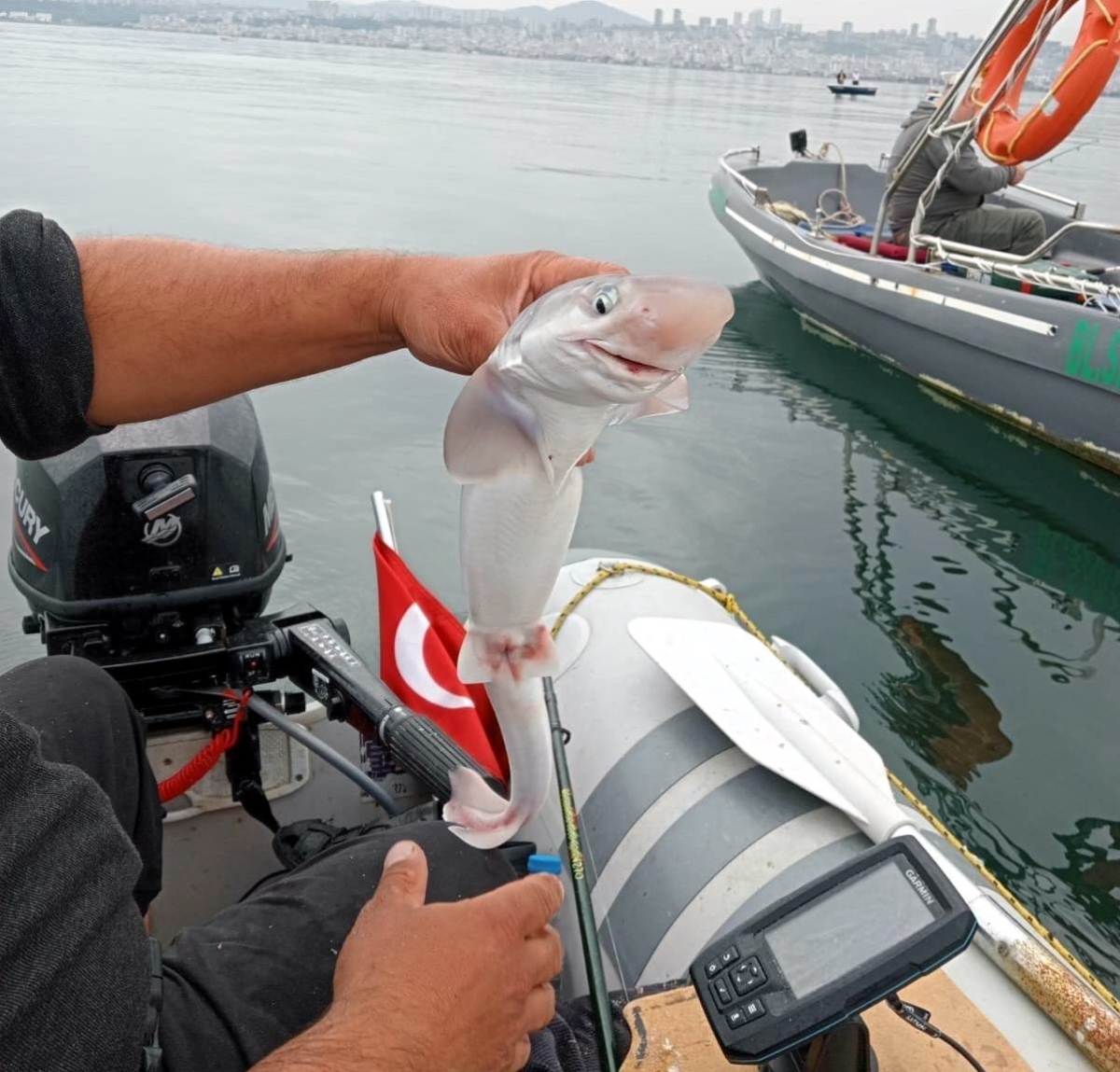 Balıkçıların oltasına camgöz köpekbalığı takıldı
