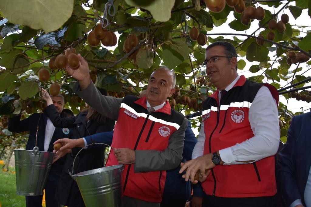 Ordu’da kivi hasadı başladı
