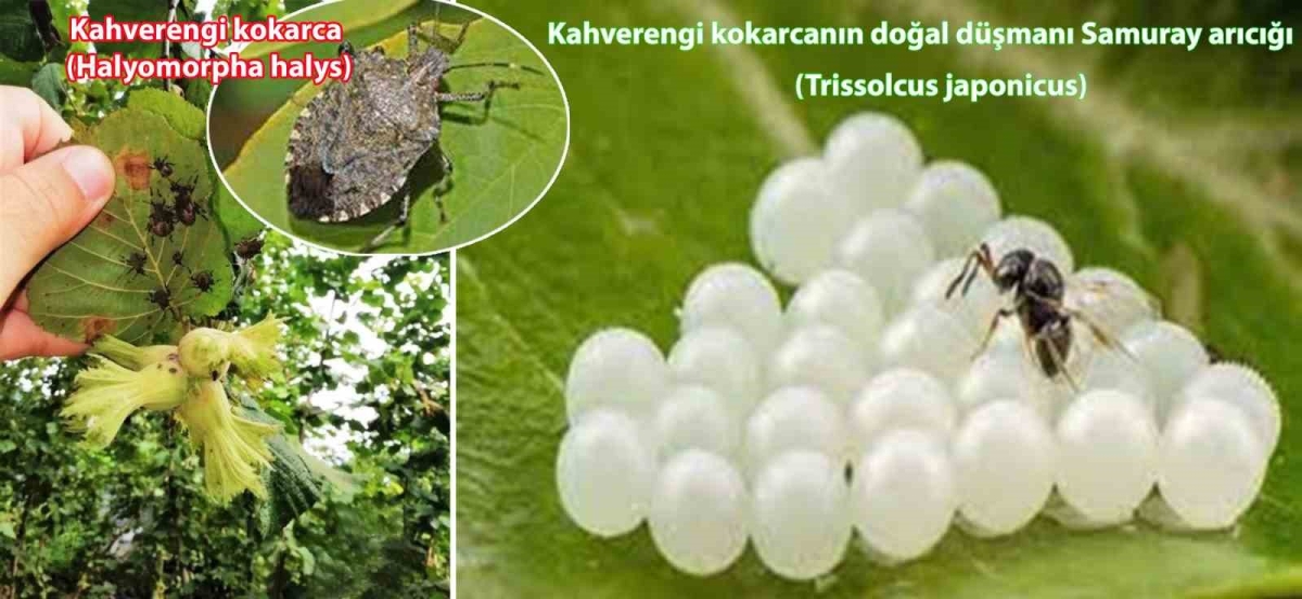 Karadenizin kabusu kahverengi kokarcaya karşı ’samuray arısı’
