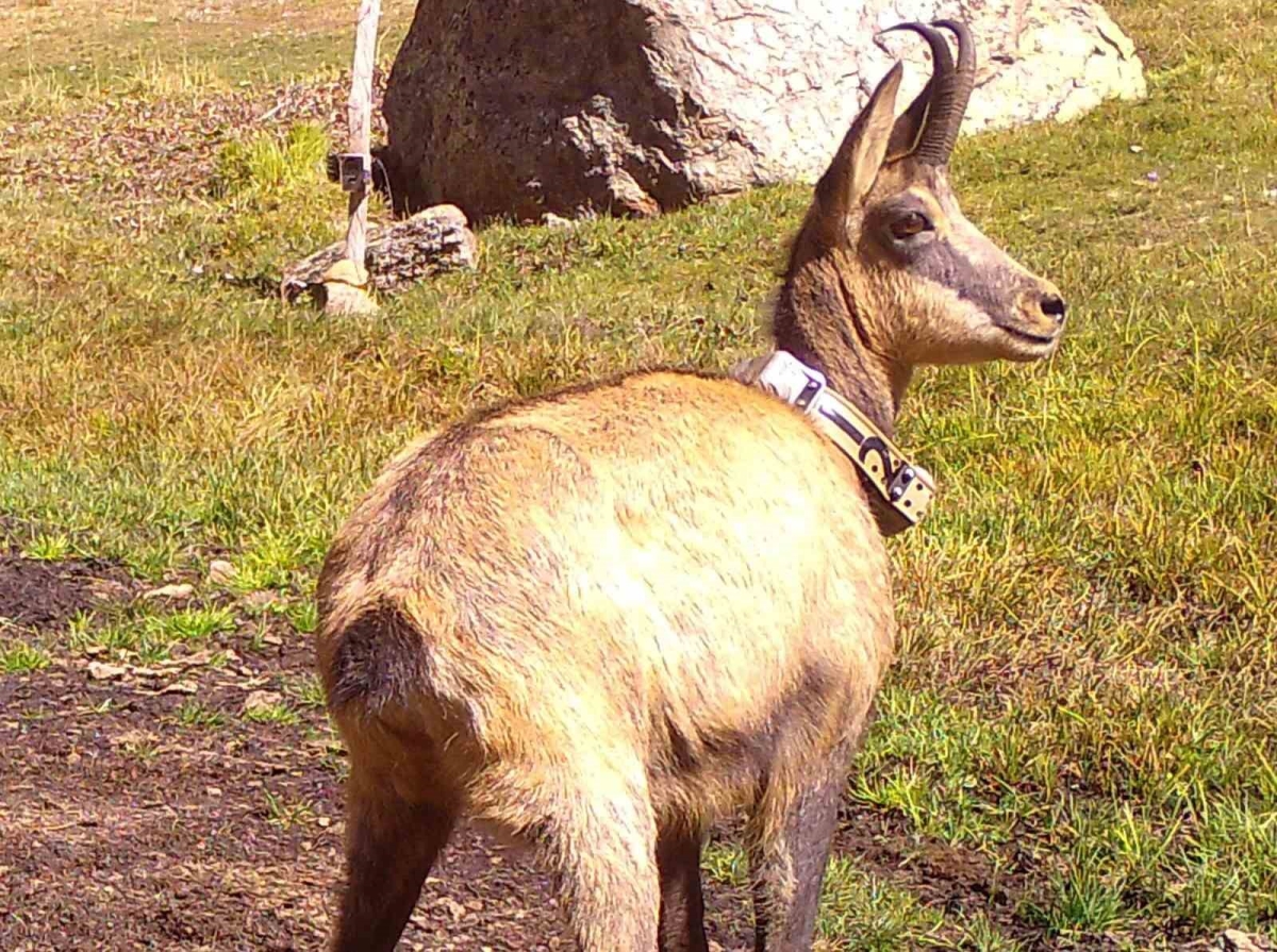 Yaban keçileri yaklaşık bir yıl boyunca uydu verileriyle izlendi
