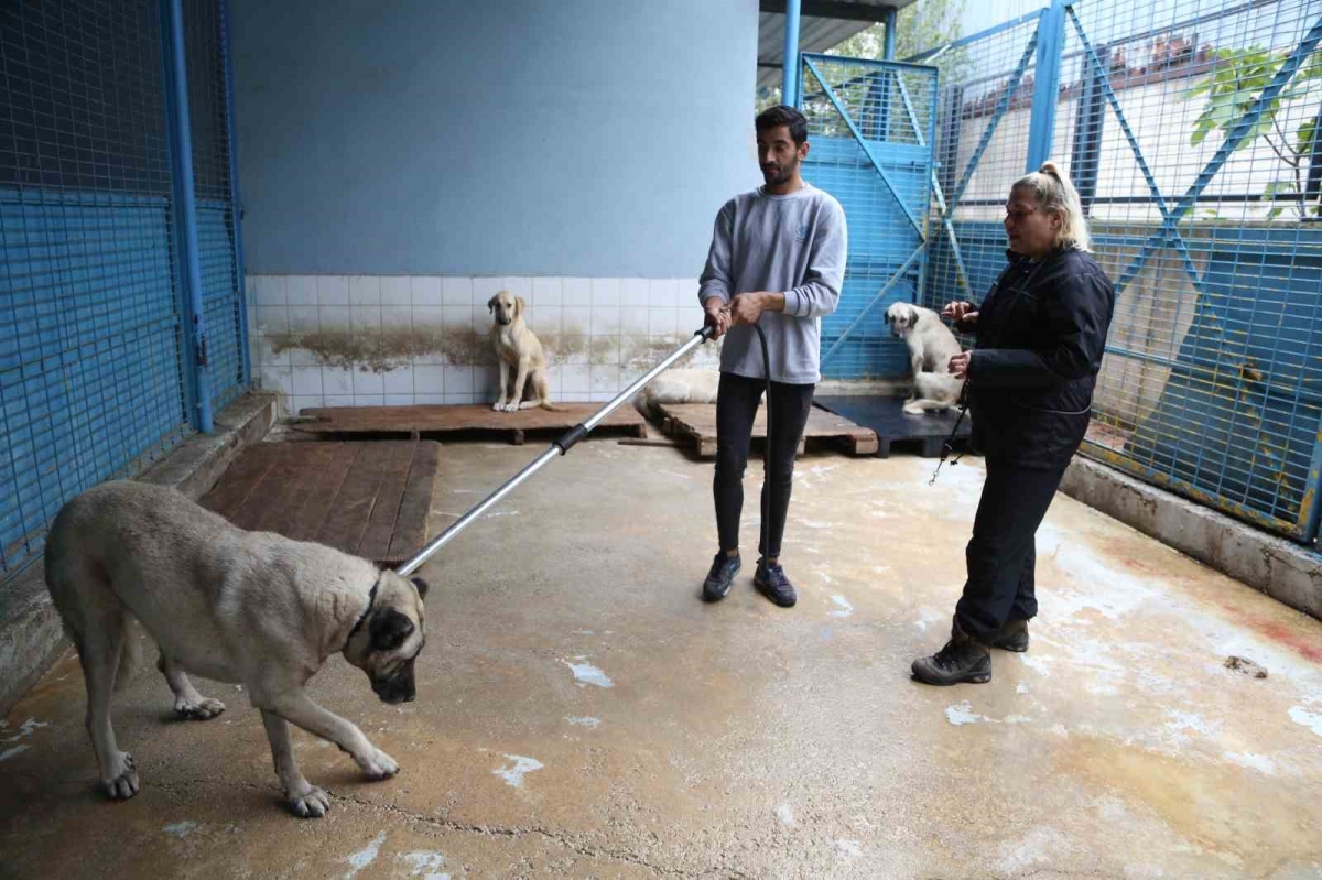 Sürü halinde dolaşan köpeklerden korunma tüyoları
