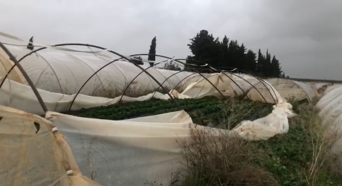 Antalya’da şiddetli yağmur ve fırtına çilek seralarına zarar verdi
