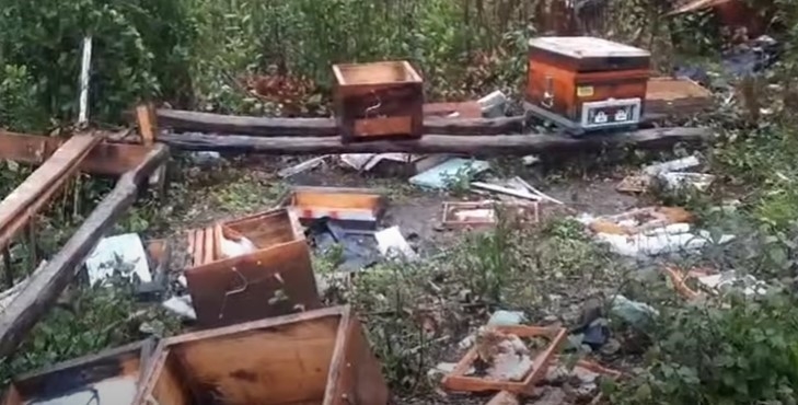Önlem almak yetmiyor, toprağı kazarak içeri girdi, kovanlara zarar verdi
