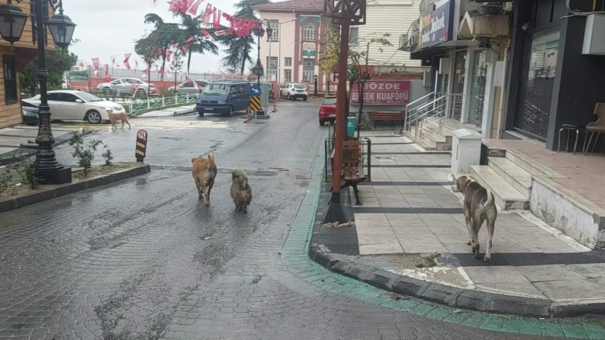 Depremden hemen sonra sokakta çok sayıda köpek gözlendi
