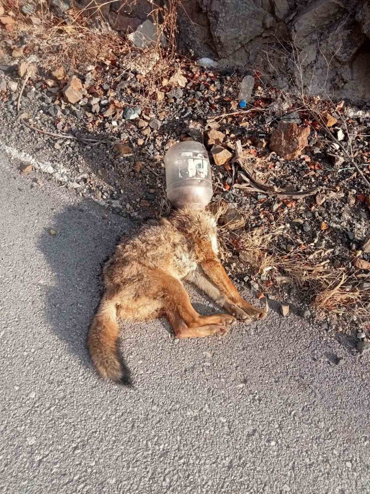 Bu kez kafasını soktuğu yerden çıkartamayınca canından oldu
