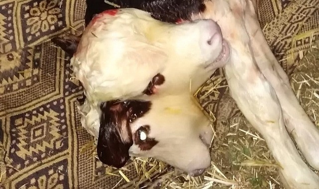 Tokat’ta çift başlı buzağı doğdu
