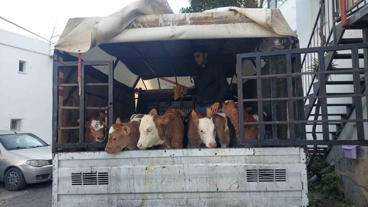 Buzağı satmaya geldiler dehşeti yaşadılar
