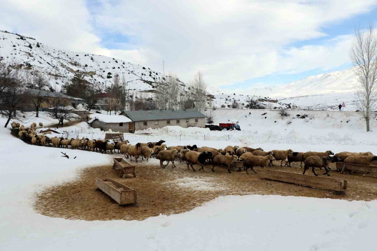 Koyunların kuzulama dönemi başladı
