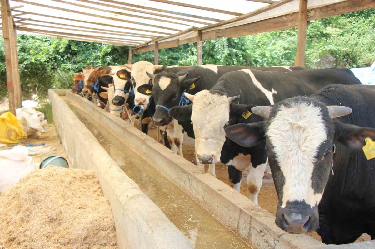 Hayvanlarına şap aşısı yaptırmayanlara 73 bin TL idari para cezası
