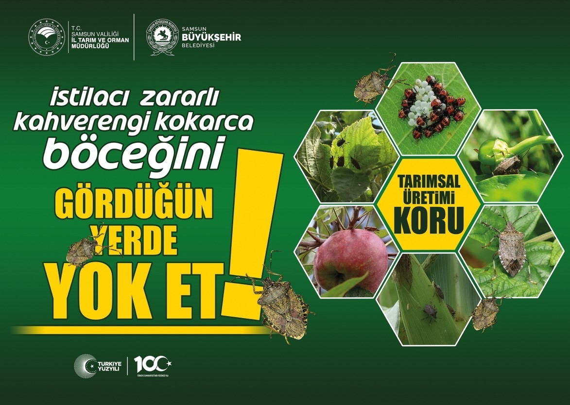 Kahverengi kokarca ile mücadele sürüyor
