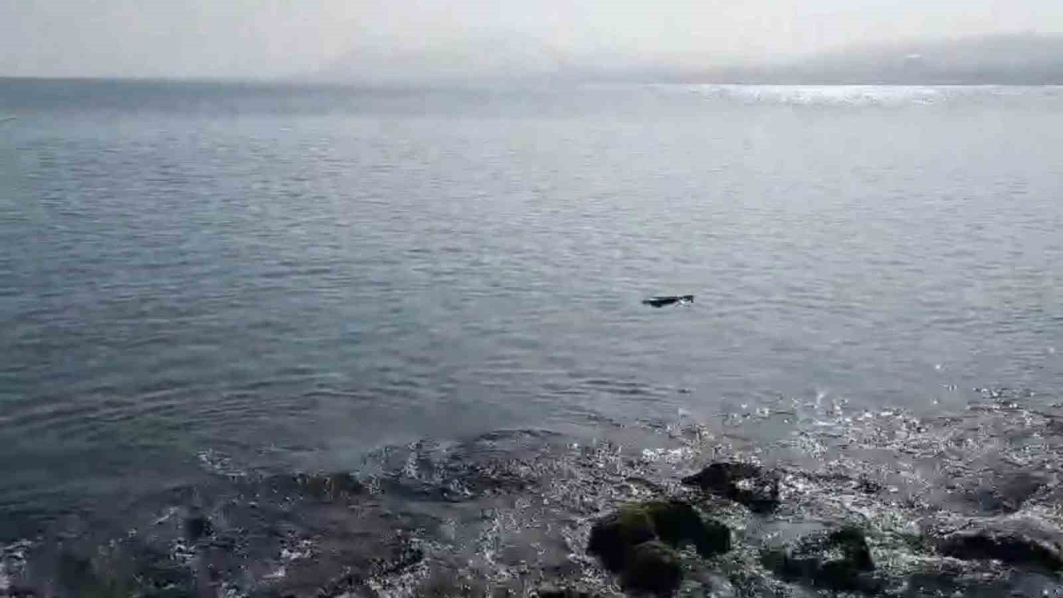 Ordu’da denizde su samuru görüntülendi
