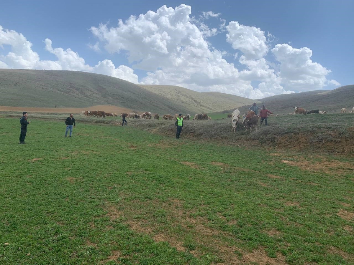 Kayıp büyükbaş hayvanlar drone ile bulundu
