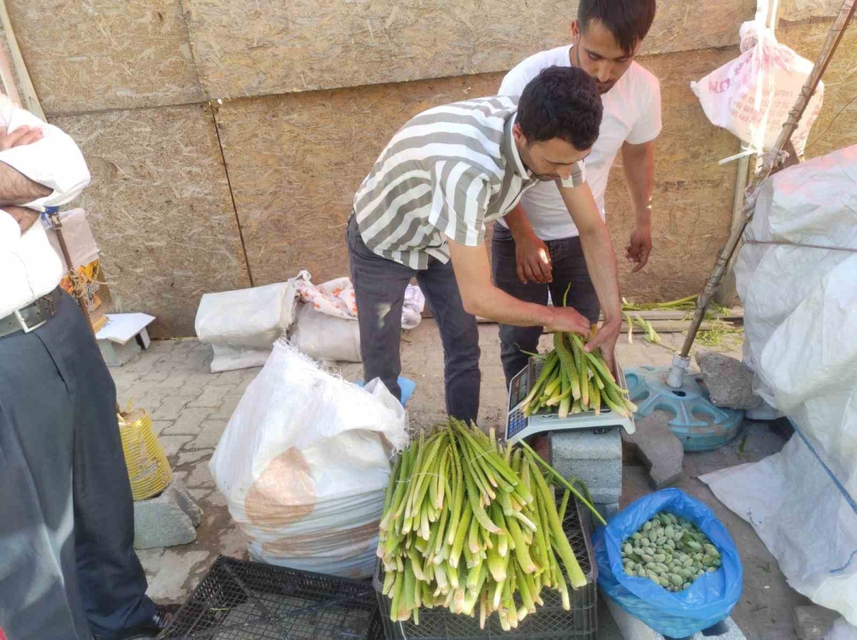 Yüksek dağlardan toplanan ışkın bitkisi hastalıklara iyi geldiği gerekçesiyle adeta kapışılıyor
