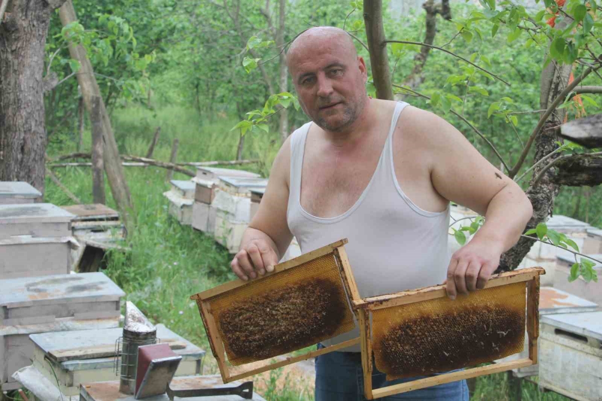 Çılgın arıcı: Arılara yarı çıplak ve eldivensiz müdahale ediyor
