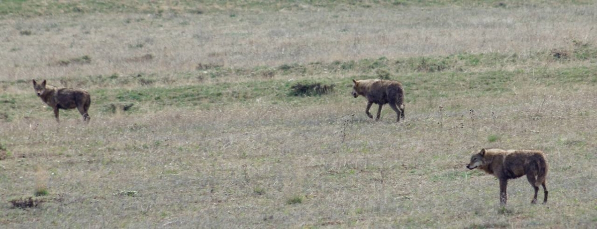 Bayburt’ta ilçeye inen 3 kurt arazide görüldü
