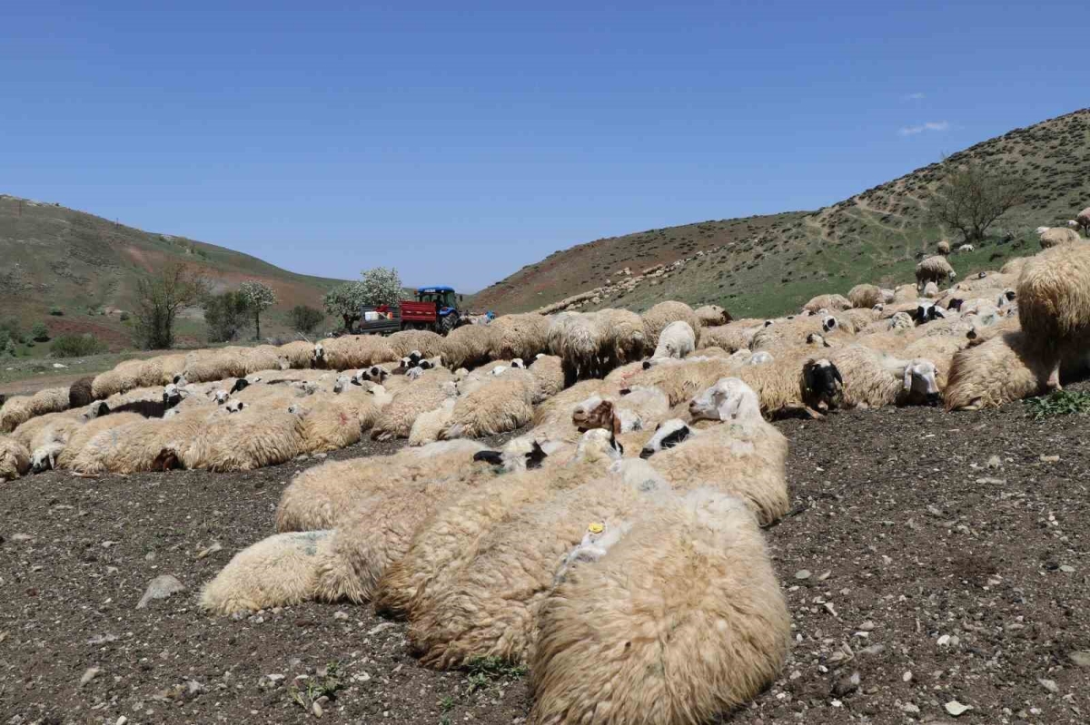Hayvanların sağlığı için dağları aşıyorlar
