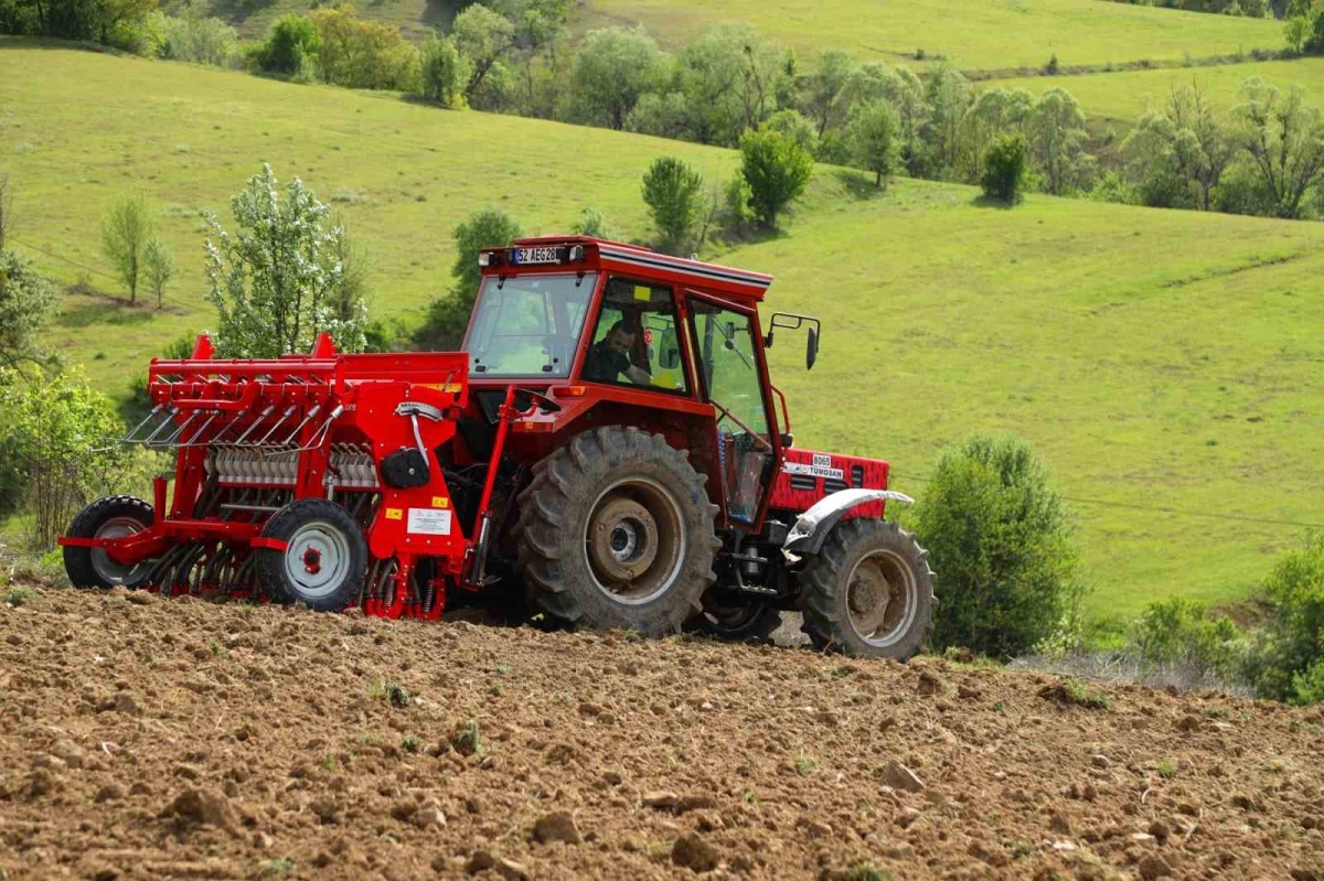 Ordu’da karabuğday üretimi için ekim yapıldı
