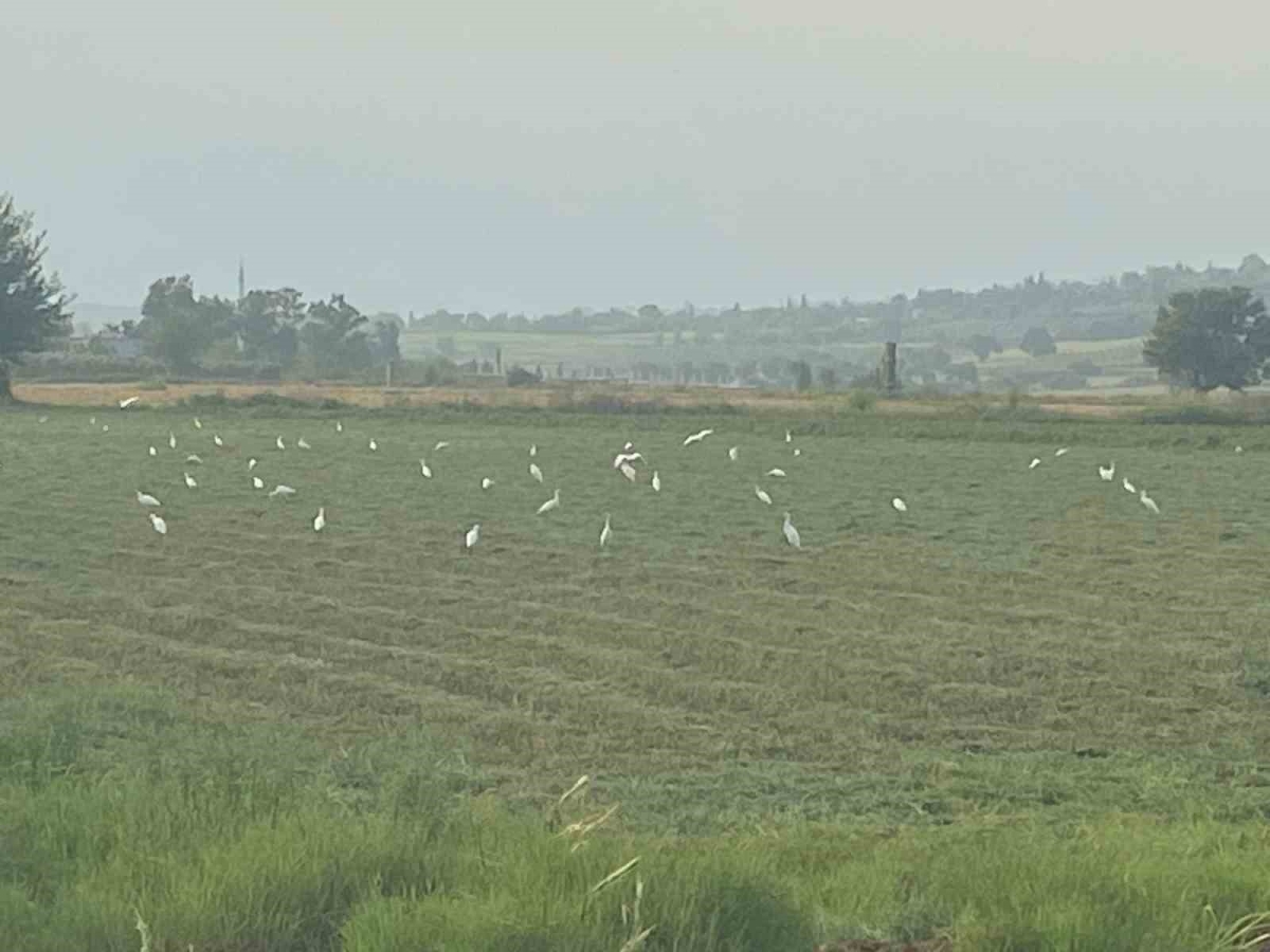 Çiftçilerin imdadına kuşlar yetişti
