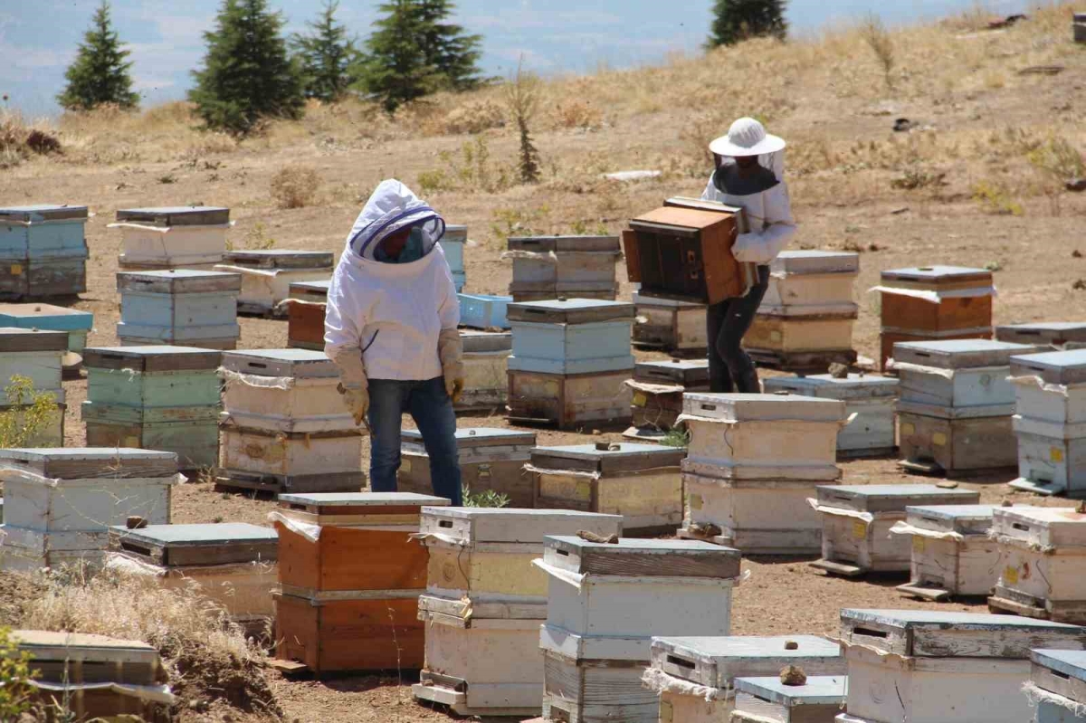 Arıcıların “tatlı” hasat telaşı başladı
