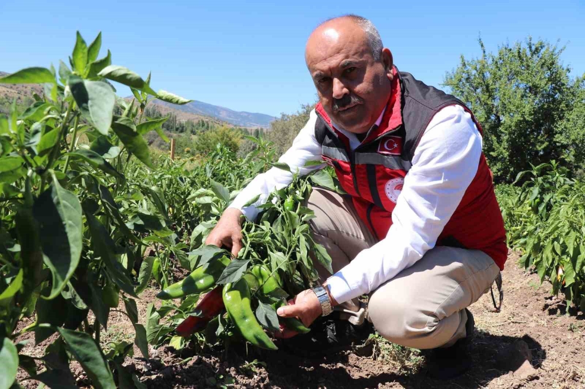 Akıncılarda salçalık biber ve domates hasadı başladı
