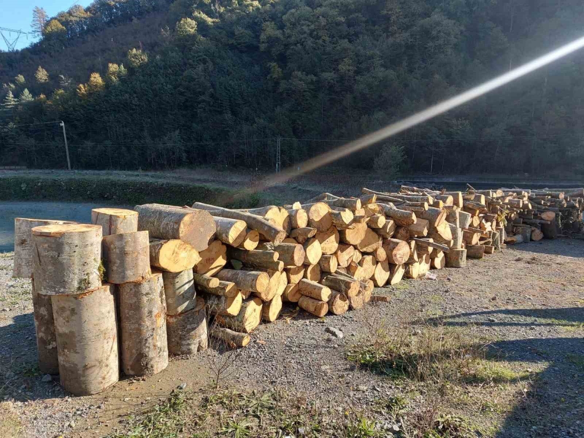 Artvin’de kooperatif başkanı eylemlerin yapıldığı alanda kaçak ağaç kesmekten gözaltına alındı
