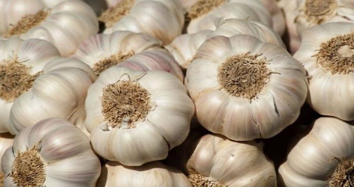 Alucra'da deneme amaçlı ekti ek gelir kapısı oldu