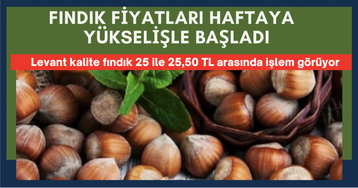 Giresun'da Fındık fiyatları yükselişe geçti