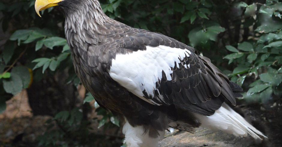 Pittsburgh'daki Ulusal Aviary'den çok büyük bir kartal kaçtı