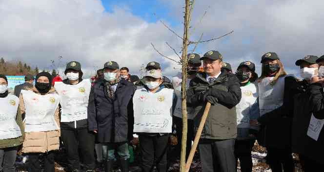 Giresun'da 80 bin fidan toprakla buluşturuldu