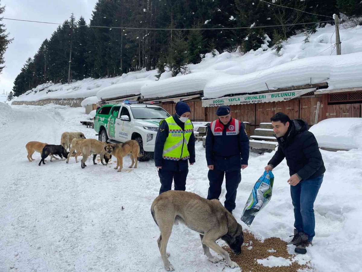 Jandarma sokak ve yaban hayvanlarının da yardımına koşuyor