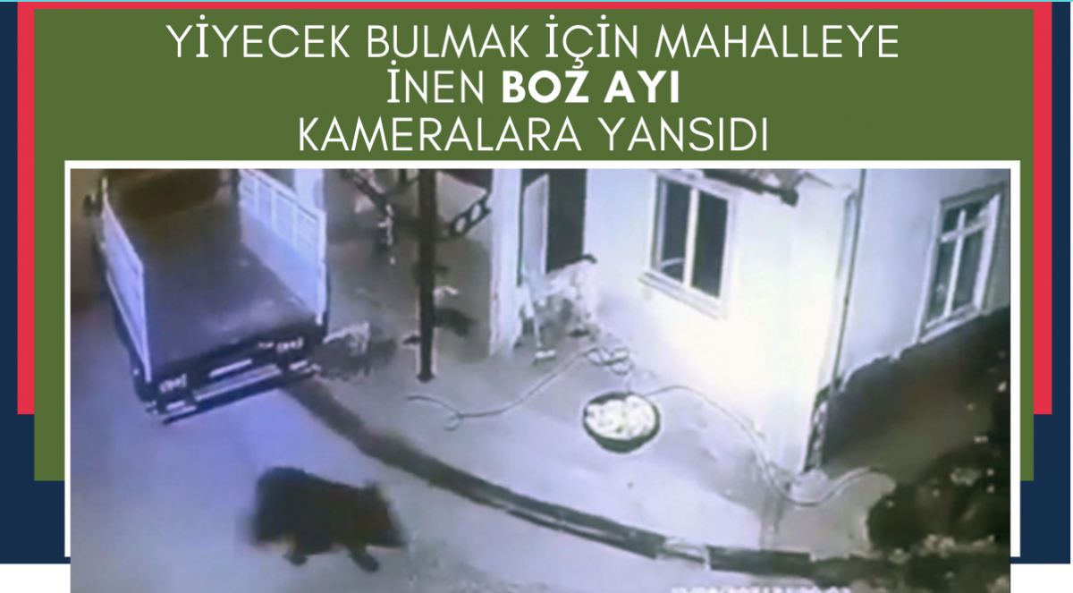 Giresun’da aç kalıp mahalleye inen ayı güvenlik kamerasına takıldı