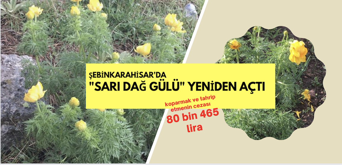"Sarı Dağ Gülü" Şebinkarahisar'da yeniden açtı